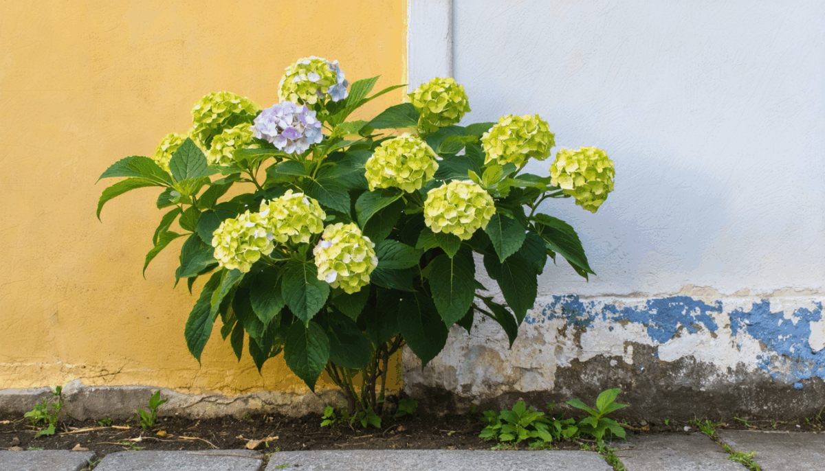 découvrez la distance idéale entre un mur et un hortensia pour assurer une croissance optimale et une floraison abondante de votre plante.