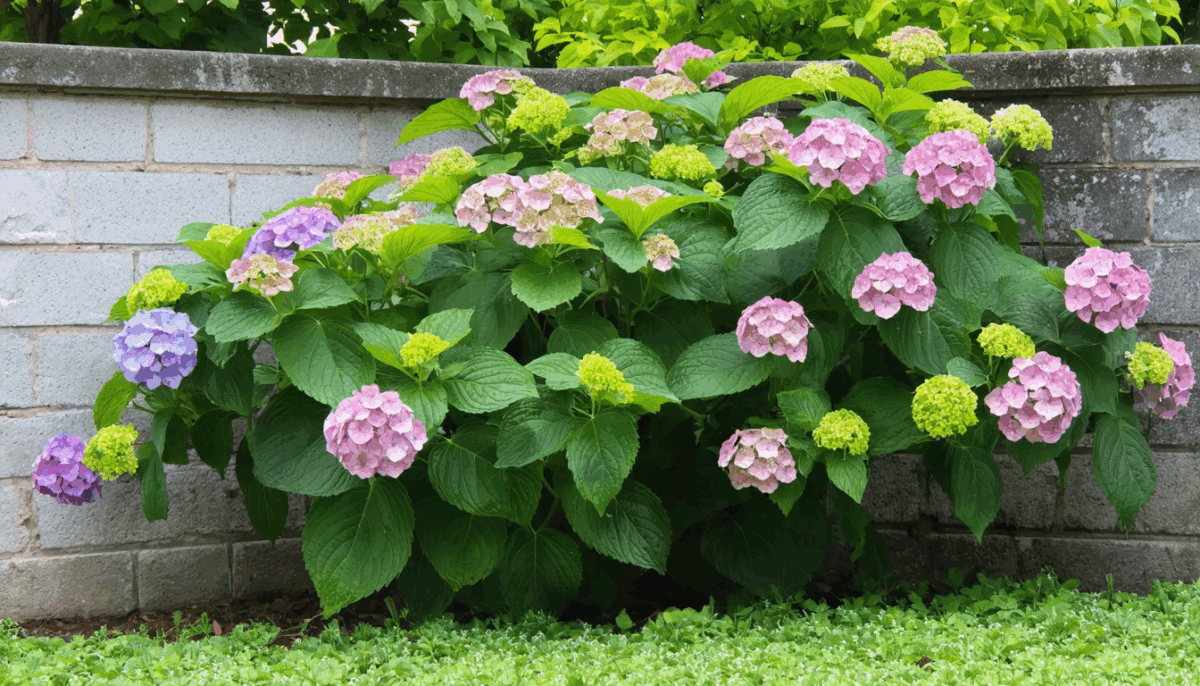 découvrez la distance idéale entre un mur et un hortensia pour assurer une croissance saine et optimale de votre plante.